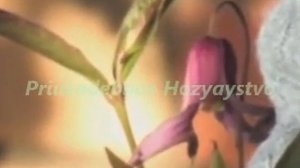 Многолетние лианы Климатис