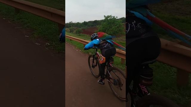 Red Macaw Catches Free Ride on Cyclist's Bike! смотреть онлайн