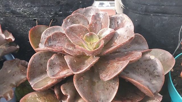 Como rego as Suculentas , dia de banho e muitas Belezuras por aqui .😍😍😍 смотреть онлайн