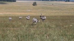 НАНДУ - Заботливый папаша