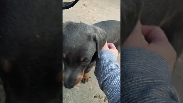 Boxer Dog Meets *RARE* Blue Doberman Puppy For The First Time 🐾 смотреть онлайн