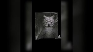 Приколы по Tiny Bunny (Зайчик) из TikTok №4