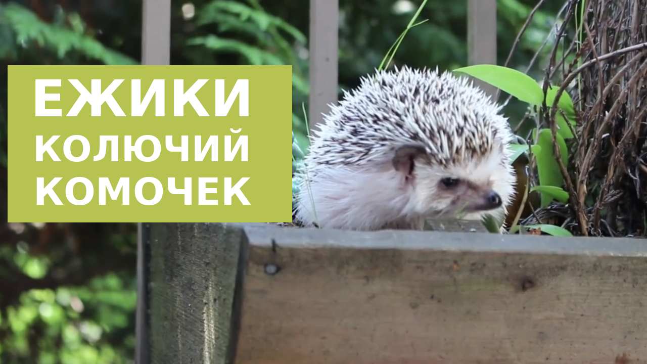 Ежики - колючее счастье смотреть онлайн