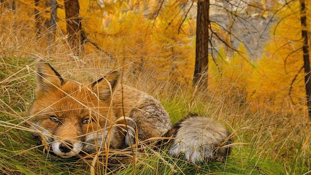 Флоты и то стекаются в гавани смотреть онлайн