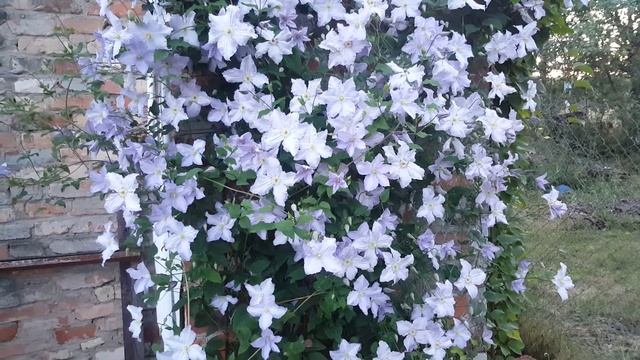 Клематис Голубой Ангел . Clematis Blue Angel . Польские сорта клематисов . смотреть онлайн