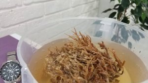 Оживление египетской розы пустыни (Иерихонская роза)