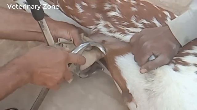 How to Castrate the Buck, Goats in Village , Goats Castration смотреть онлайн