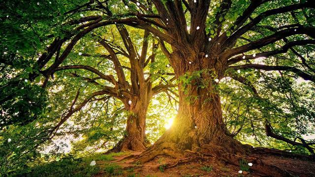 Музыка для души! Эту музыку можно слушать вечно! Лучшие композиции Сергей Грищук #216 смотреть онлайн