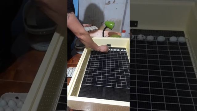 Закладка яиц Селадон, Техасцы, Манжурцы смотреть онлайн