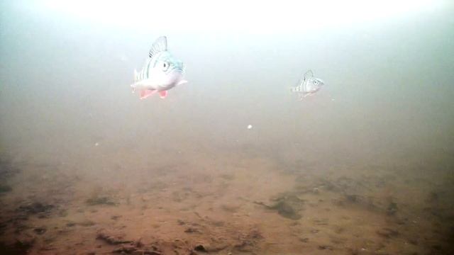 Окуни испугались камеры #fish #fishing #perch #окунь #рыбалка #подводныймир #short #nature