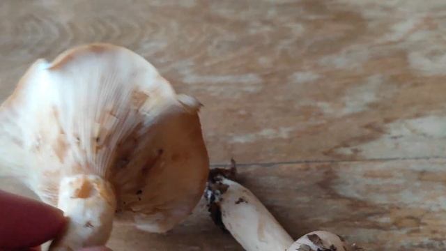 Un níscalo de haya: Lactarius pallidus. (no comestible). Identificación смотреть онлайн