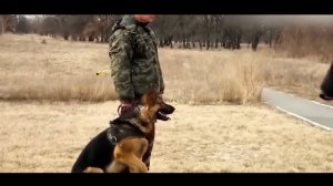 НЕМЕЦКАЯ ОВЧАРКА против ДОБЕРМАНА ! КТО СИЛЬНЕЕ ?