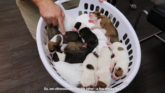 SASS HAD PUPPIES! смотреть онлайн