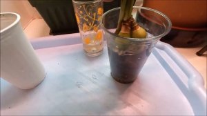 ЭУХАРИС ! ОПЯТЬ СГНИЛИ КОРНИ! ПРОБЛЕМЫ В ВЫРАЩИВАНИИ ! 1 ЧАСТЬ.