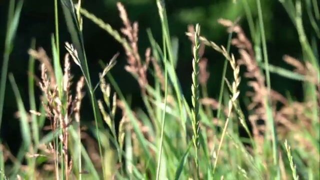 Михаил Пришвин  О чем шепчутся раки