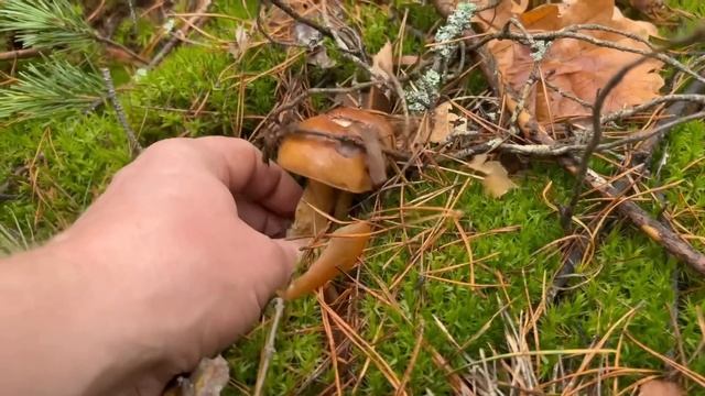 ГРИБНИК ИСПЫТАЛ ШОК ! ЛЮБИМЫЙ ЛЕС ЗАКРЫЛИ ! Грибы 2022 ! смотреть онлайн