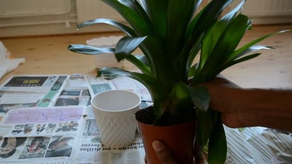 Caring for Bromeliads - Removing a Bromeliad Pup