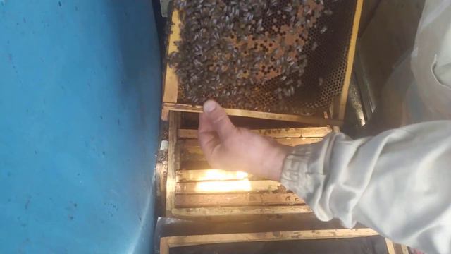 Разширение слабой семейки!Ставим сушь под засев! смотреть онлайн