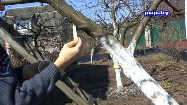 Привить дерево, секрет 100% приживаемости Plant a tree, a secret 100% survival смотреть онлайн