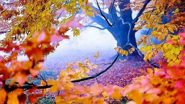 Tribute to La Rabida (Vangelis) - Improvisation - Cello & Oboe смотреть онлайн