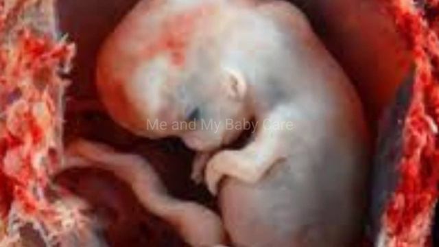2 মাসের গর্ভবর্তী/2 Months Pregnant Bangla/২মাসের গর্ভাবস্থায় শিশুর বিকাশ/5 to 8 Weeks Pregnancy смотреть онлайн
