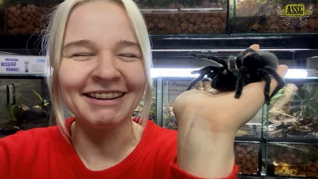 Можно ли тискать пауков? Принесли красивую пульхру. смотреть онлайн