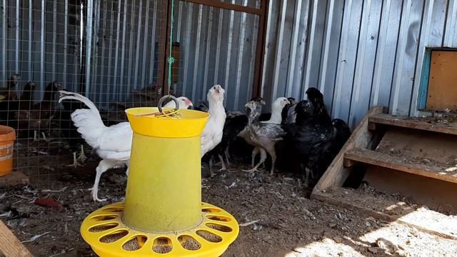 Гилянские цыплята 4 месяца