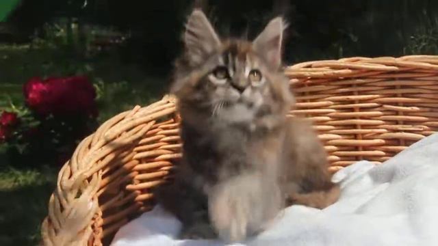 Кошка мейн-кун черепаховая смотреть онлайн