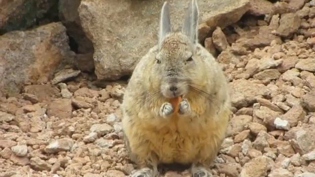 don't disturb the viscacha eating смотреть онлайн