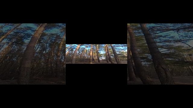 Из леса вестимо! смотреть онлайн