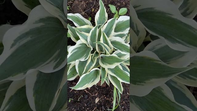 Хоста фирн Лайн (hosta firn line) смотреть онлайн