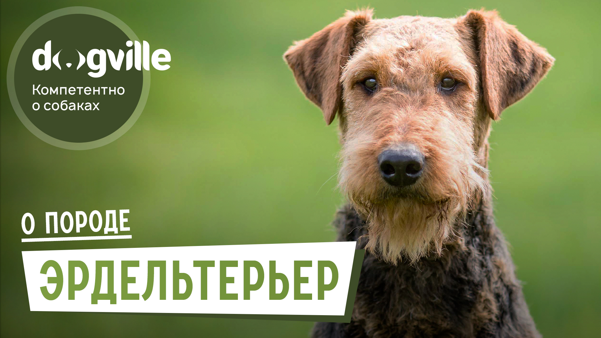 Эрдельтерьер – О породе – Как выбрать щенка Эрдельтерьера? смотреть онлайн
