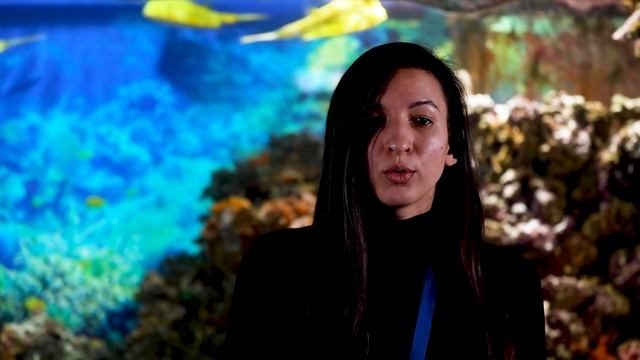 Кузовки. Яркие обитатели тропиков смотреть онлайн