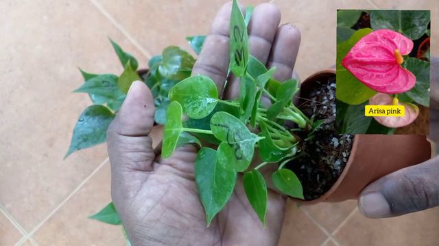 ඇන්තූරියම් කුඩා පැල වර්ග 6 | nedarlend anthurium | beautiful anthurium смотреть онлайн