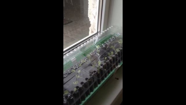 Петуния после Пикировки!!! смотреть онлайн
