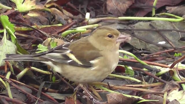 How to attract goldfinches. Alex Sally nyjer feeder top tip (wales england) hd смотреть онлайн