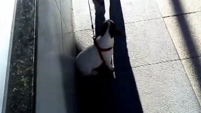 Французский бульдог ♡ - Примерка обновок))) смотреть онлайн