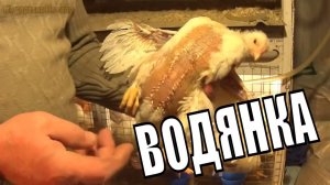 ВОДЯНКА У БРОЙЛЕРОВ  ВЕС МЕСЯЧНОГО ЦЫПЛЕНКА  Зауральское подворье