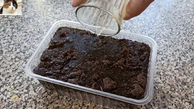 Обработка Семян Перца Зеленкой. Протравливание Семян Перед Посевом смотреть онлайн