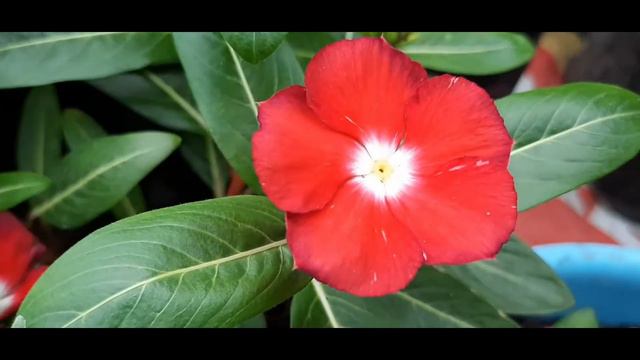 INDAH NYA JENIS JENIS BUNGA VINCA