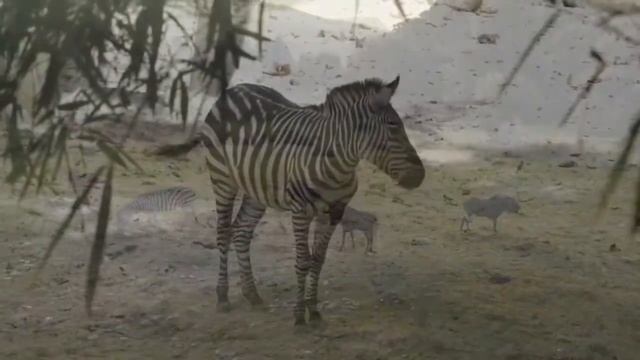 Relax music and zebras - for great well-being, relaxation, good sleep смотреть онлайн