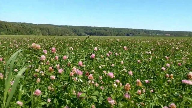 Тула-вело: Малиновая засека, Ясная поляна и набережные Упы. смотреть онлайн