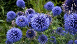 Мордовник (лат. Echinops) РЕЛАКС ТЕРАПИЯ ИМПРОВИЗАЦИЯ композитор Виктор Анохин #музыка #piano #цветы