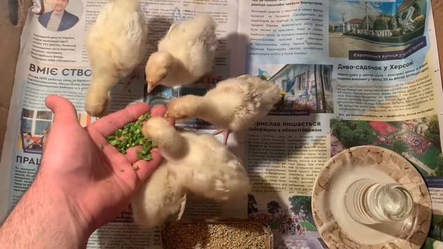 Птице 4 сутки !Биг-6 смотреть онлайн