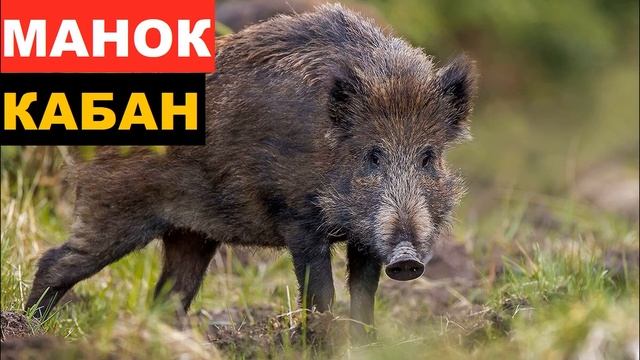 ?ЗВУК (ГОЛОС) КАБАН 1 смотреть онлайн