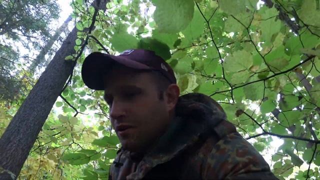 Монеты, кресты и грибы. Находки старого леса. смотреть онлайн