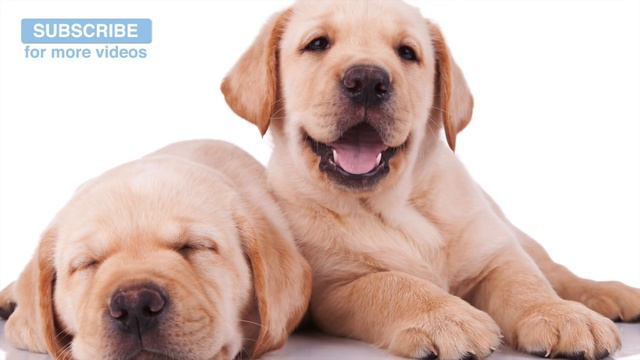 Keep Your Dog calm With Relaxation Music from Relax My Dog! смотреть онлайн