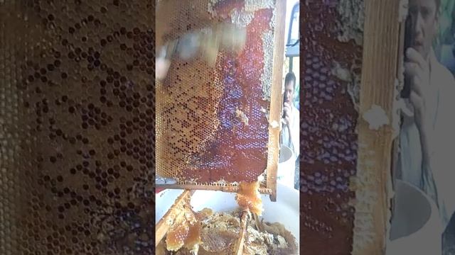 Каштановый мёд. Какой он? смотреть онлайн