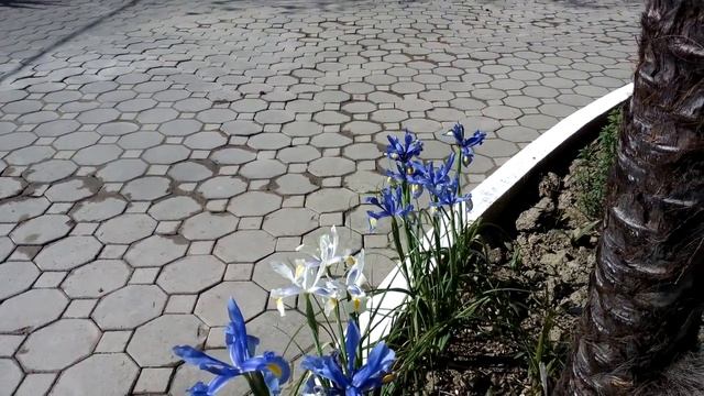 БЕРЕЗКА СРЕДИ ПАЛЬМ. смотреть онлайн