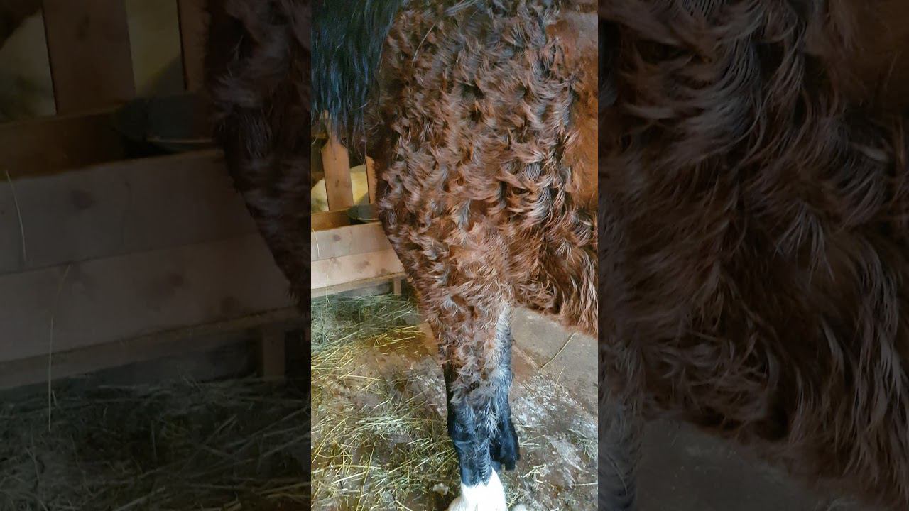 Сушим коня феном для волос смотреть онлайн